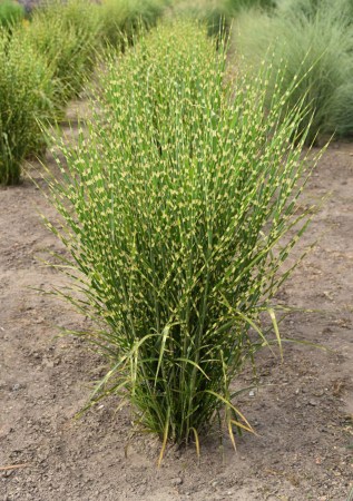 МІСКАНТУС  китайський Stricktus